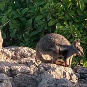 Rock-wallabies, Yardie Creek