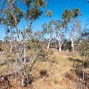 Paperbark trees, Roebourne