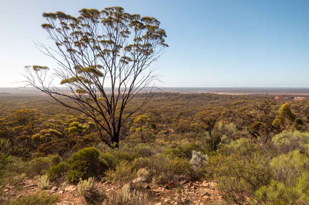 Blackbutt tree, Beacon Lookout