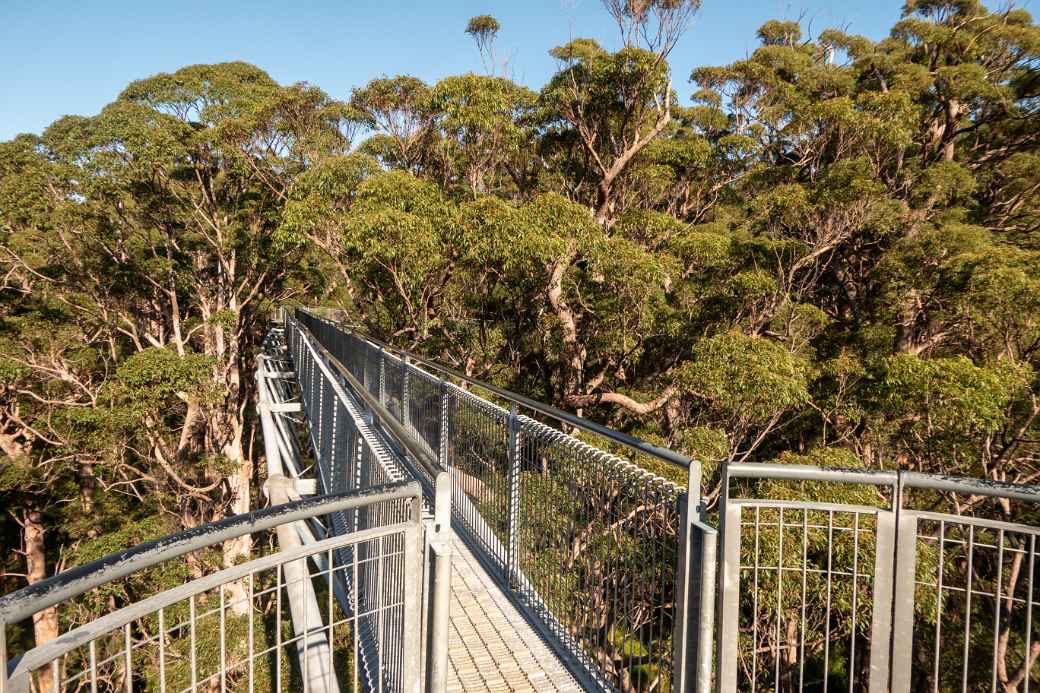 Treetop Walk