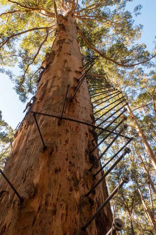 Gloucester Tree