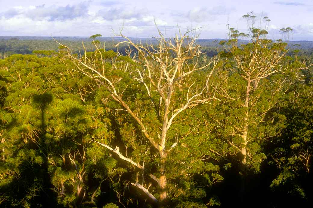 View from Gloucester Tree