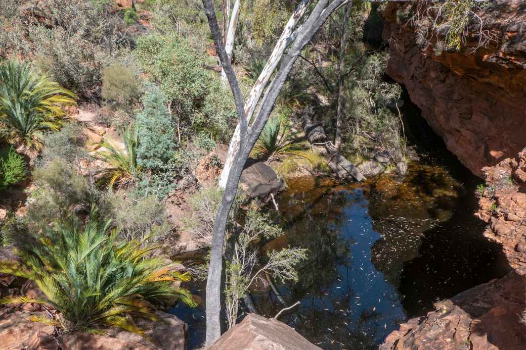 Waterhole, Garden of Eden