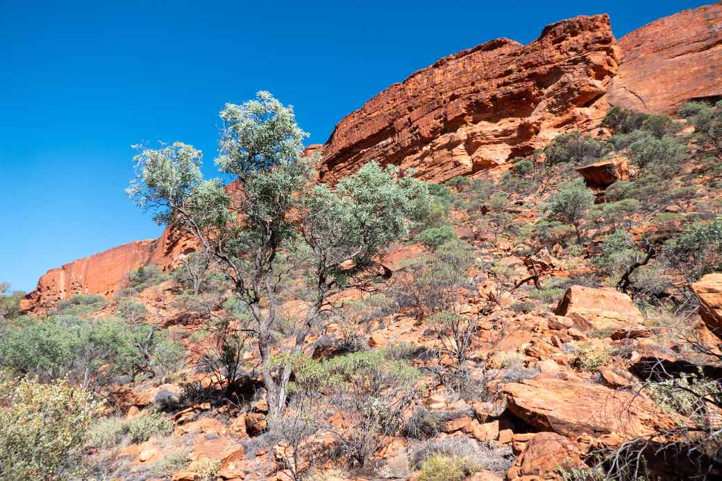 View from the bottom of Kings Canyon