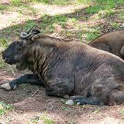 Takins, Royal Takin Preserve