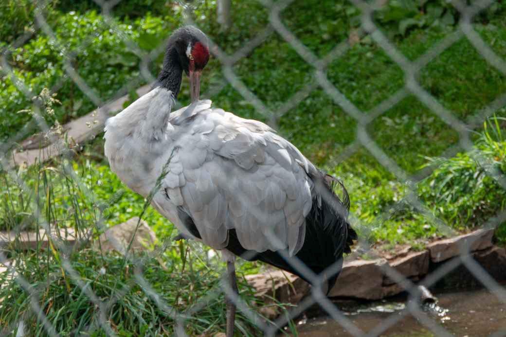 Black-necked crane