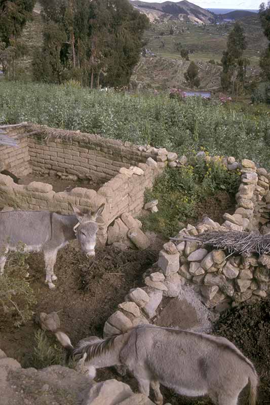 Donkeys of Yumani