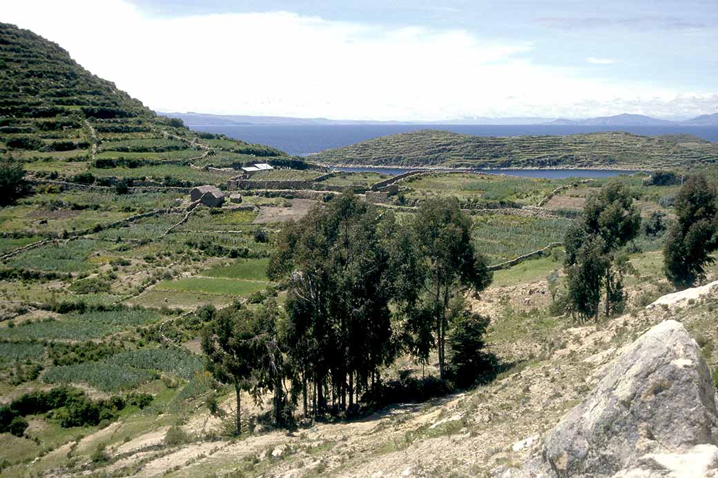 Farms near Challapampa