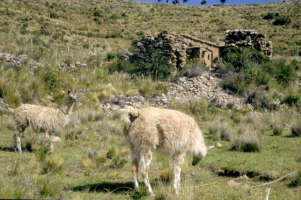 Llamas, Isla de la Luna 