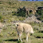 Llamas, Isla de la Luna 