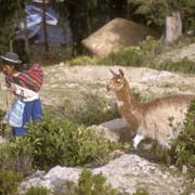 Woman with llama