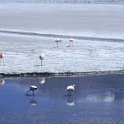 Flamingos, Laguna Cañape