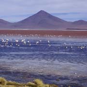 Flamingos, Laguna Colorada