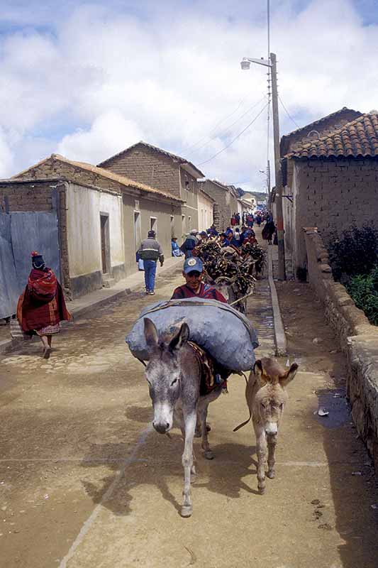 Donkey transport