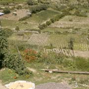 Farming, Sicuani village