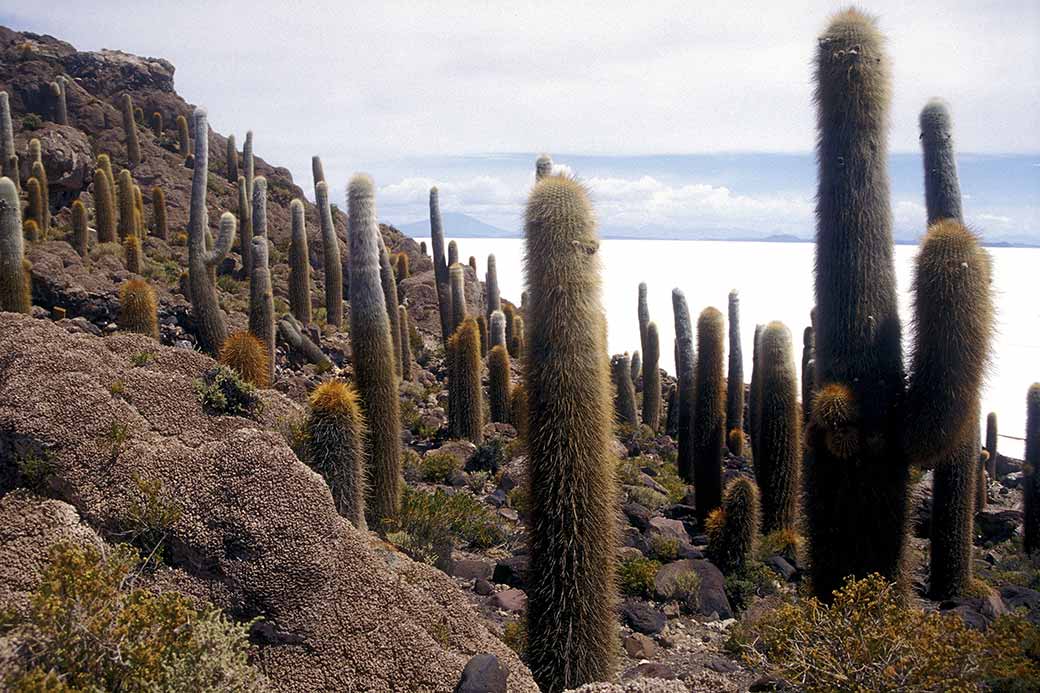 Isla de Pescadora view