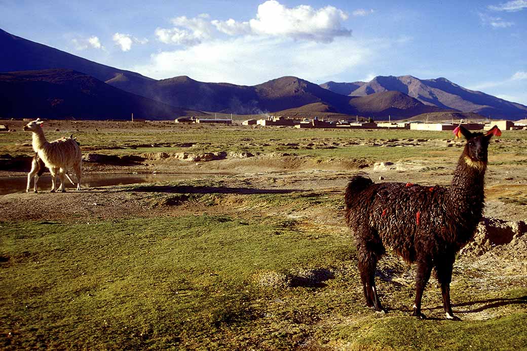 Llamas near San Juan