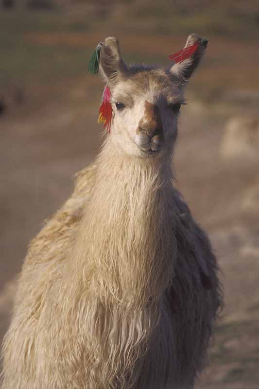 Llama portrait