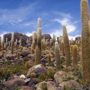 Cacti, Isla de Pescadora