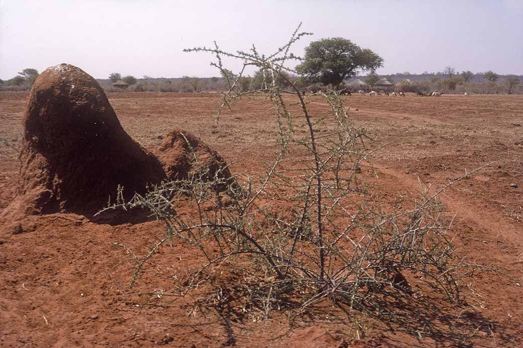 Landscape near Palapye