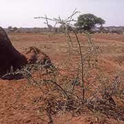 Landscape near Palapye