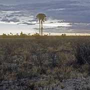 Landscape between Maun and Nata