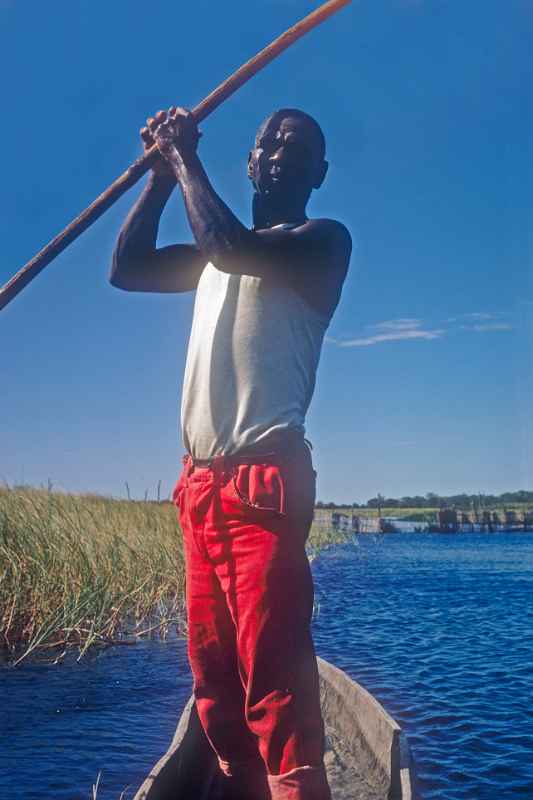 Punting a canoe, Okavango