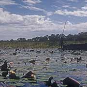 Canoes, Okavango