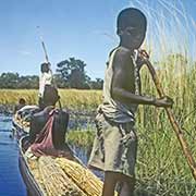 Punting a canoe, Okavango