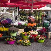 Flowers, Dolac Market