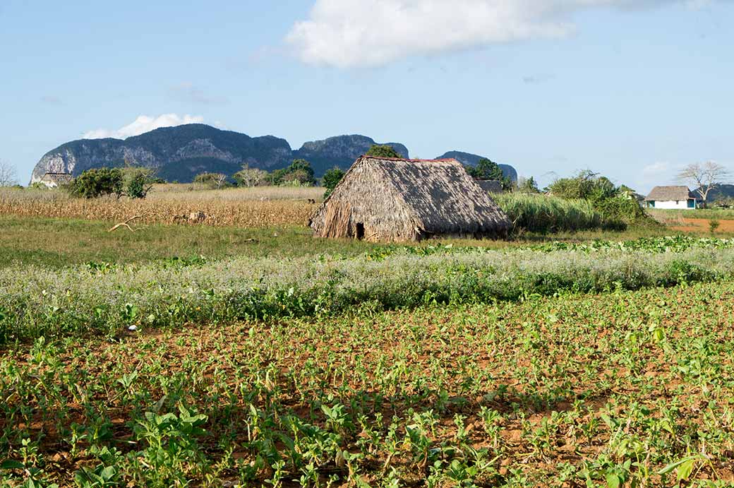 Tobacco farm, Viñales