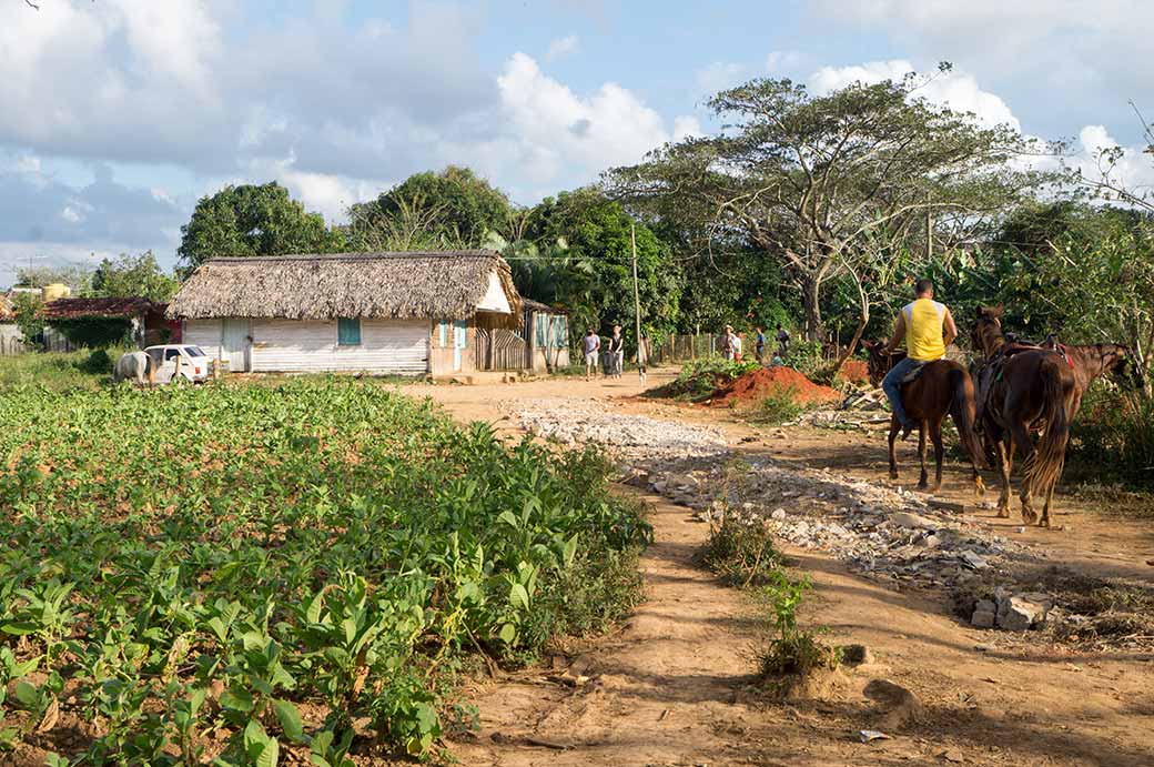 Tobacco farm, Viñales