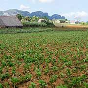 Tobacco farm, Viñales