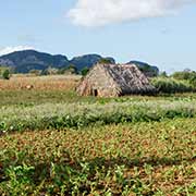 Tobacco farm, Viñales