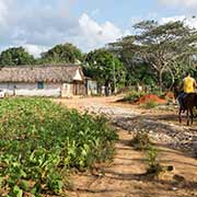 Tobacco farm, Viñales