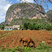 Farmer's field, Sierra de Viñales