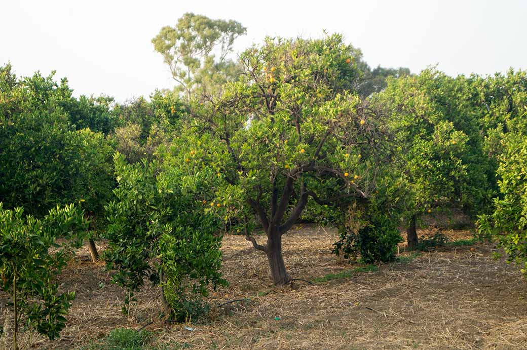 Citrus plantations, Lefke