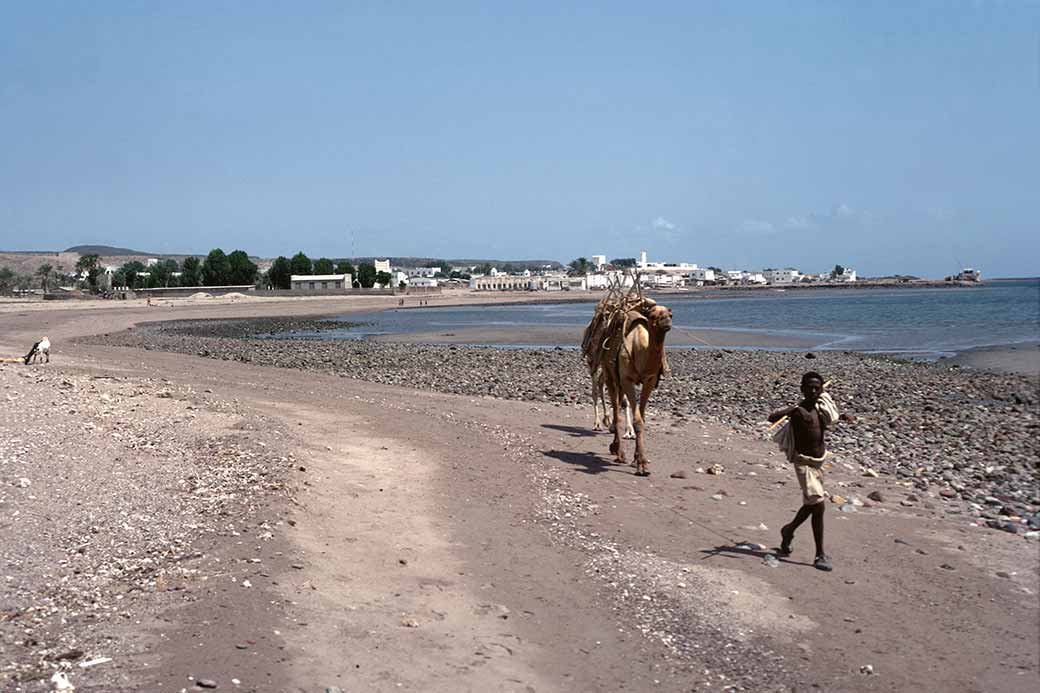 Young camel driver