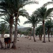 Date palms around town