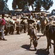 Donkeys at Merkato