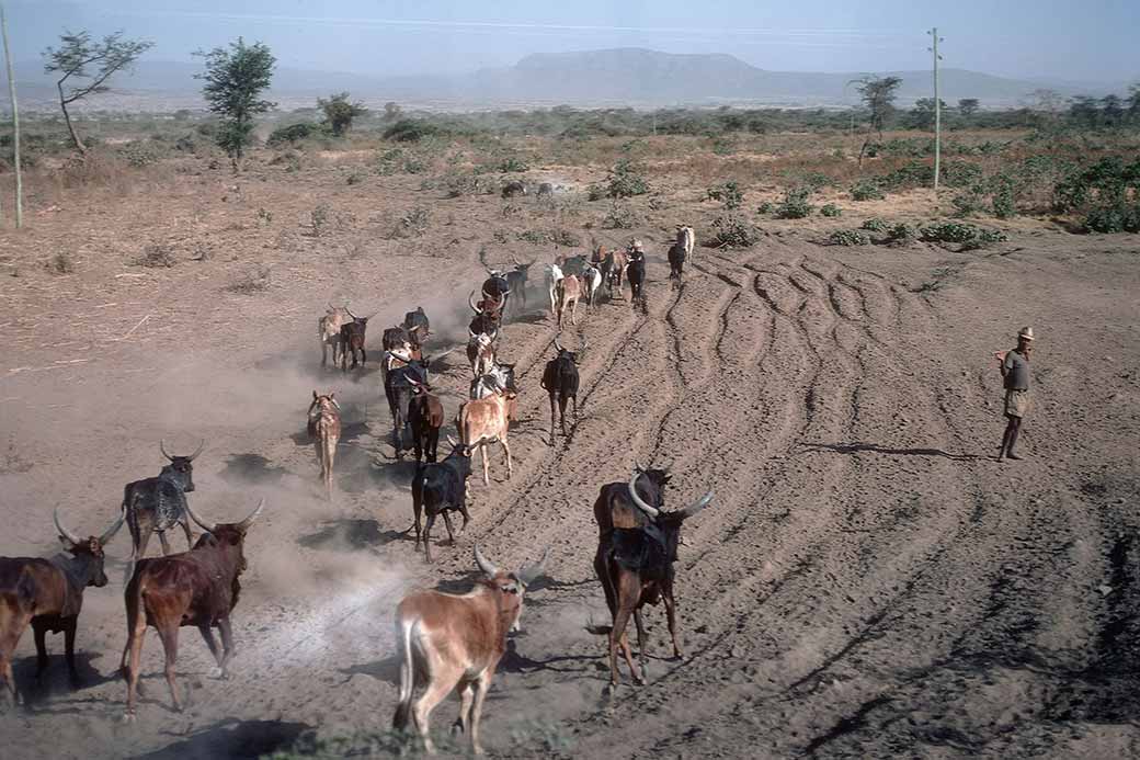 Herding cattle