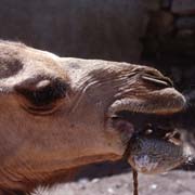 Camel portrait