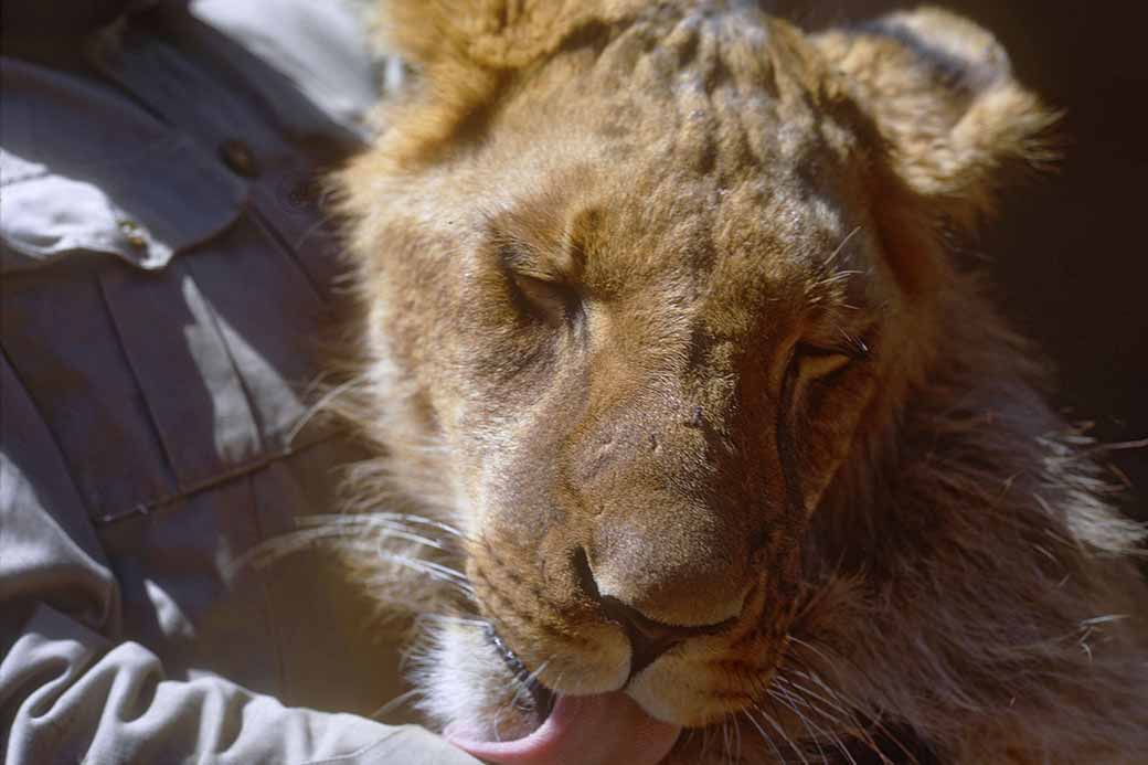 Lion love