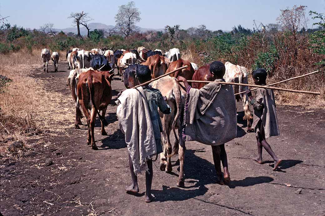 Herding cattle