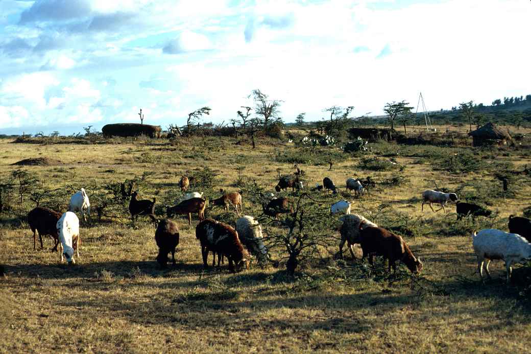 Samburu 'boma'