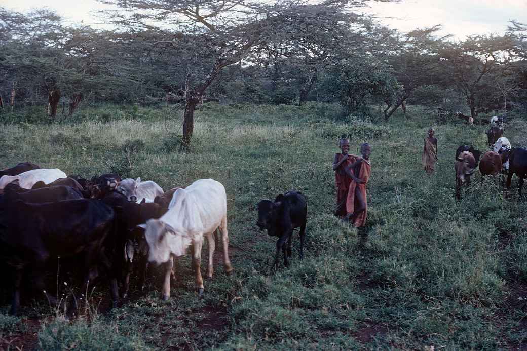 Taking cattle back