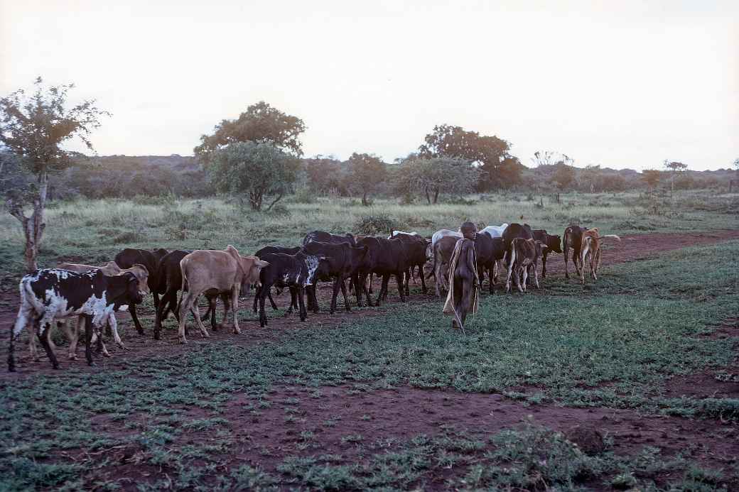 Boy with cattle