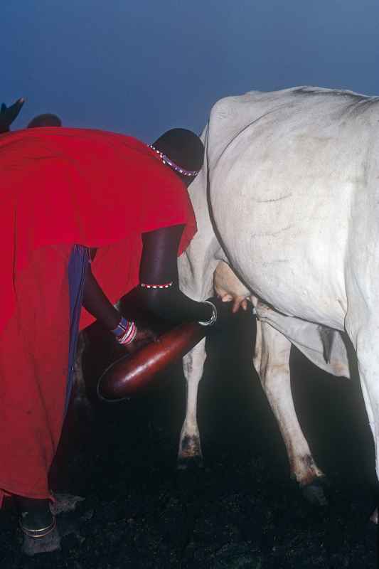 Milking a cow