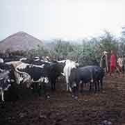 Cattle in the boma