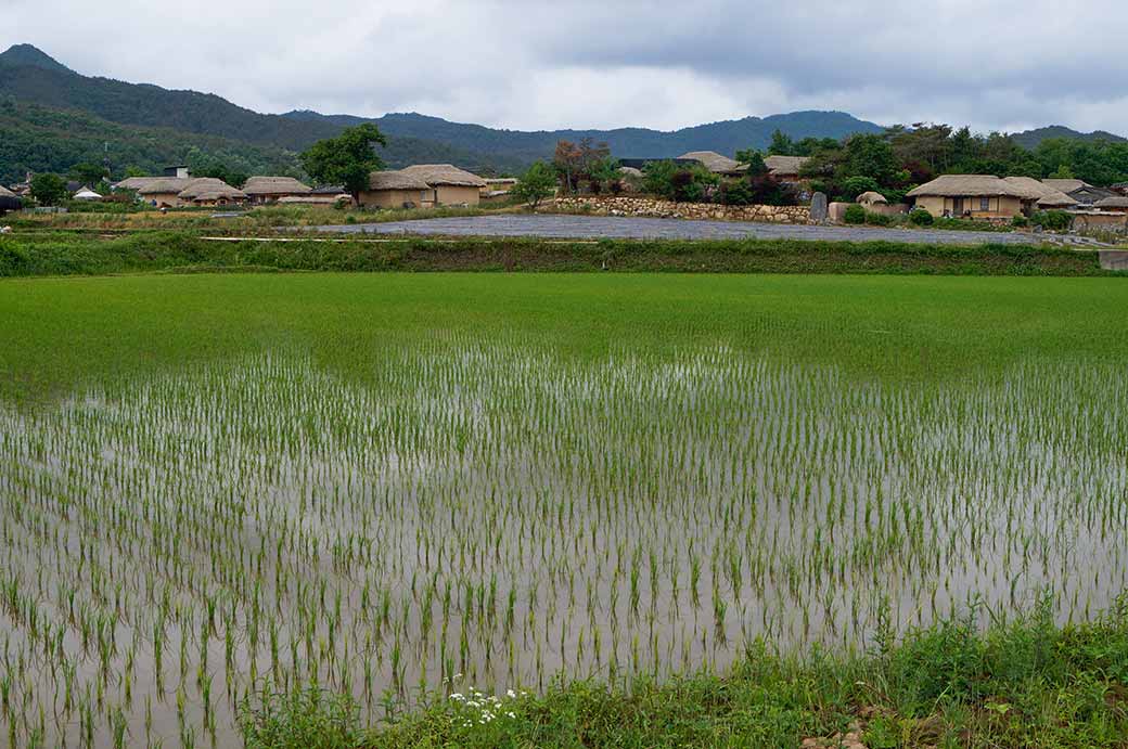 Rice fields, Hahoe